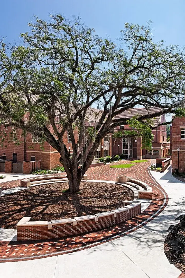 A tree in the middle of a courtyard.